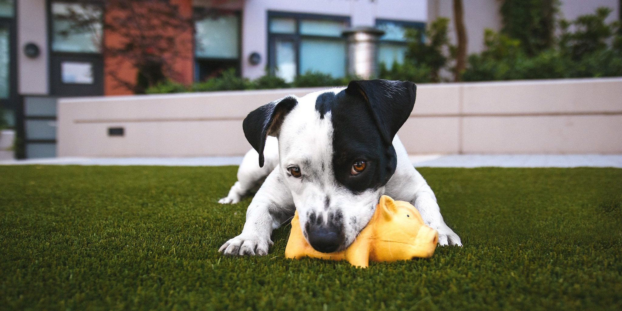 Is Artificial Grass Dog Friendly Turf Brisbane Landscaping Brisbane Redlands Turf Green