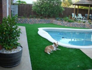 Dog playing on pet friendly artificial turf Brisbane backyard