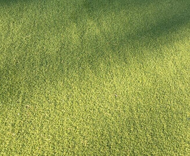 Smart Landscaping Solutions with Synthetic Turf in Queensland