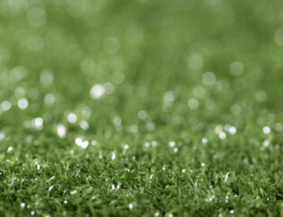 backyard turf winter