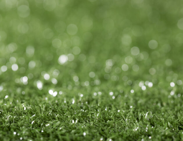 backyard turf winter